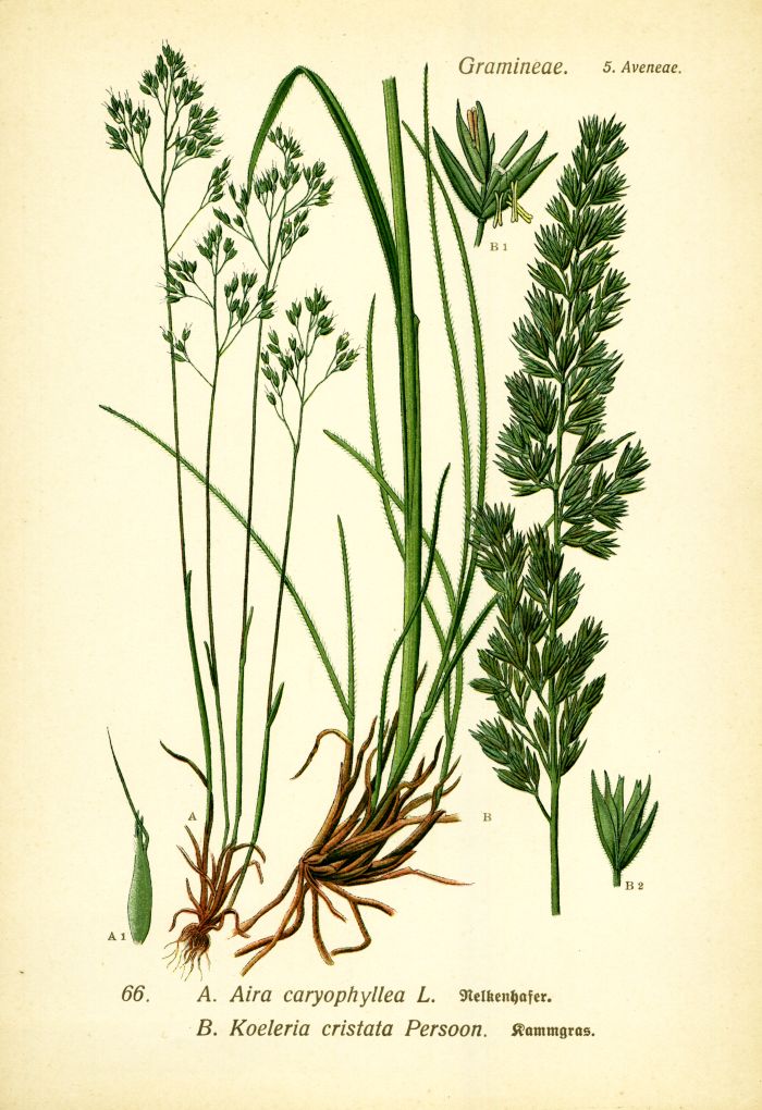 Nelkenhafer, Kammgras