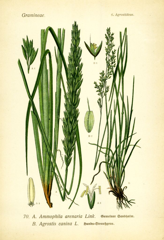 Sandhalm, Straußgras