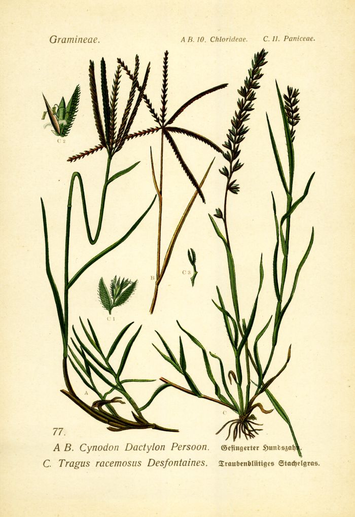 Hundszahn, Stachelgras