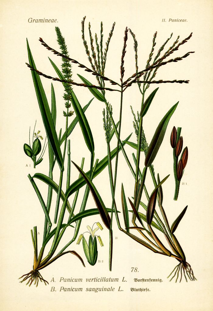 Borstenpfennig, Bluthirse