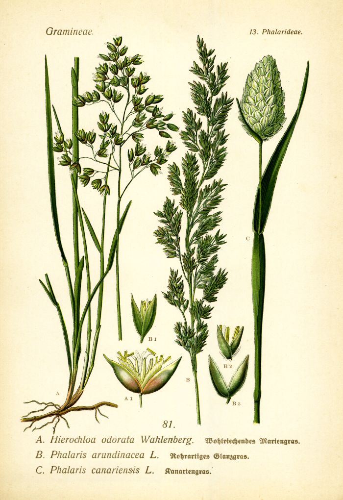 Mariengras, Glanzgras, Kanariengras