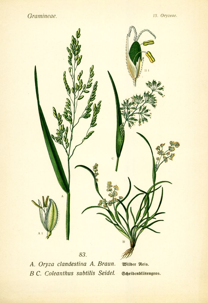 Wilder Reis, Scheidenbl&uuml;tengras