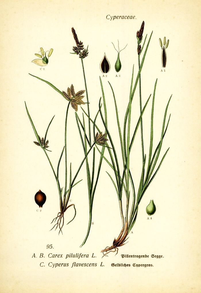 Segge, Zypergras