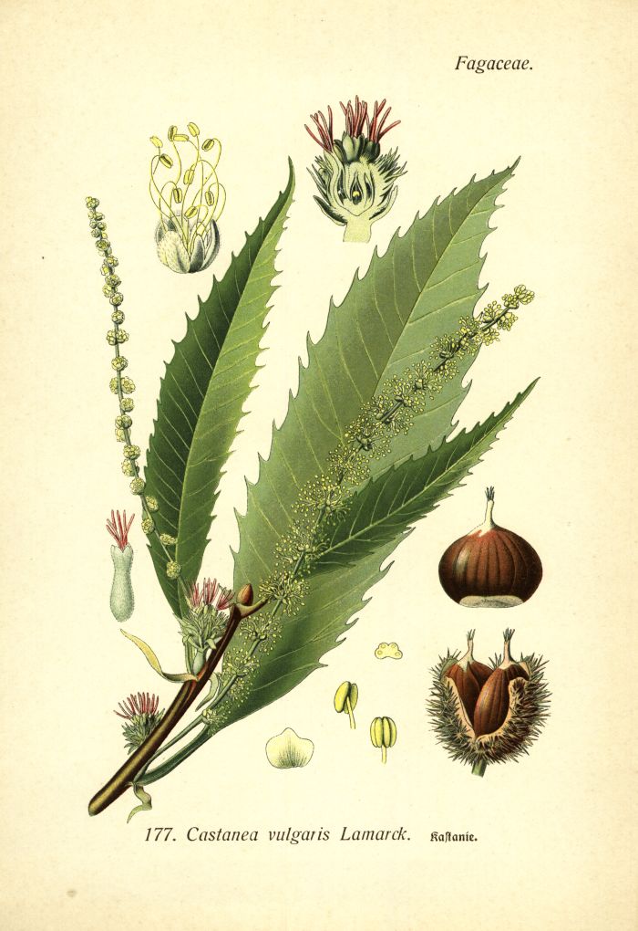 Edelkastanie