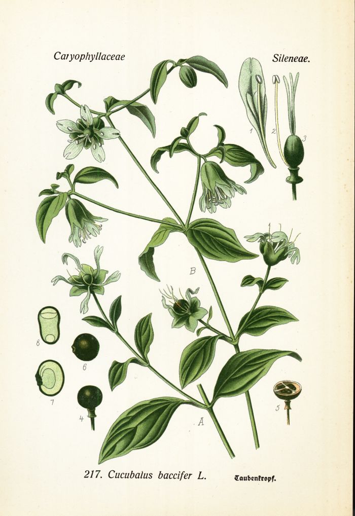 Taubenkropf