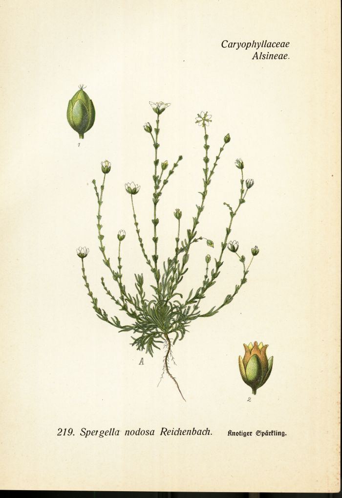 Spaerkling