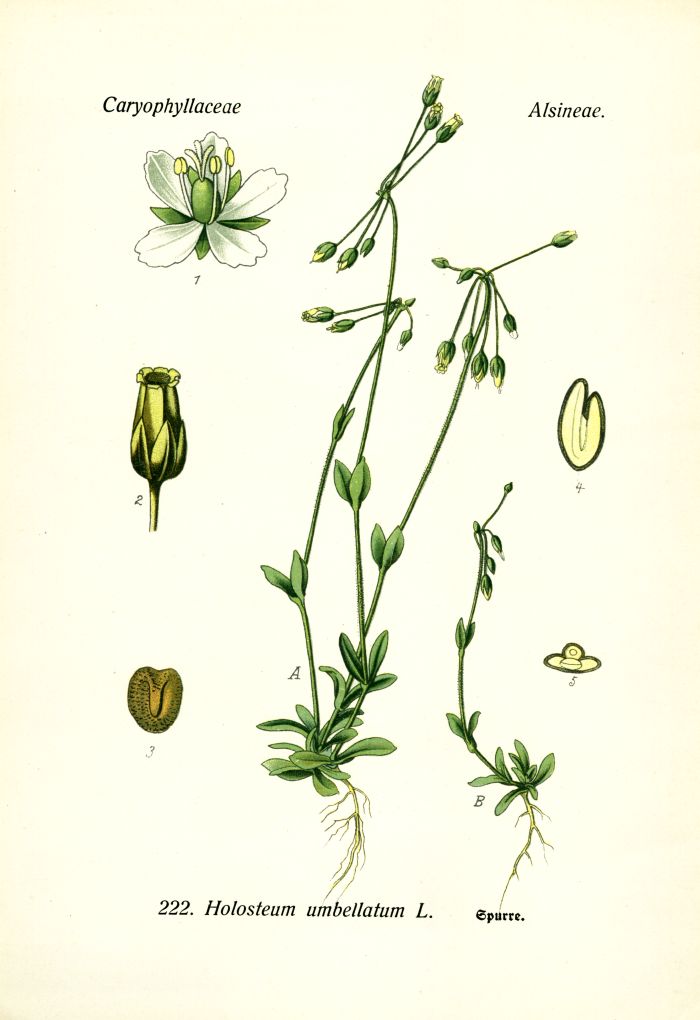 Spurre