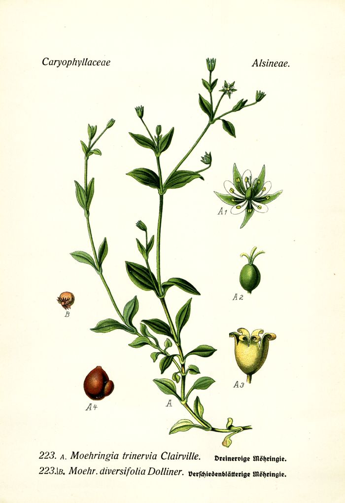 M&ouml;hringie