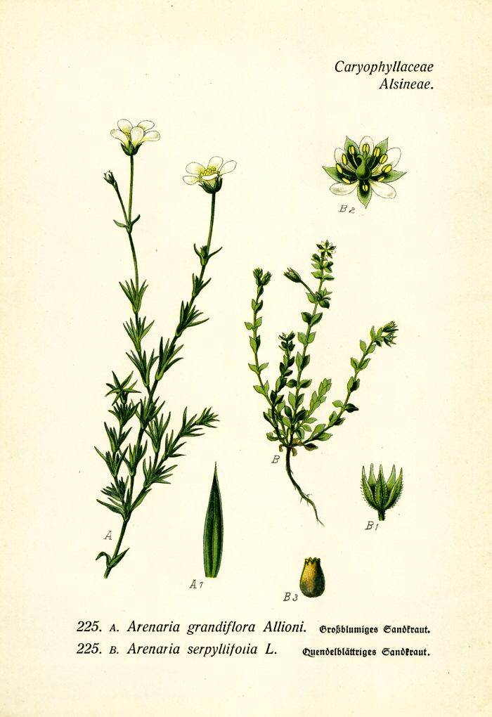 Sandkraut