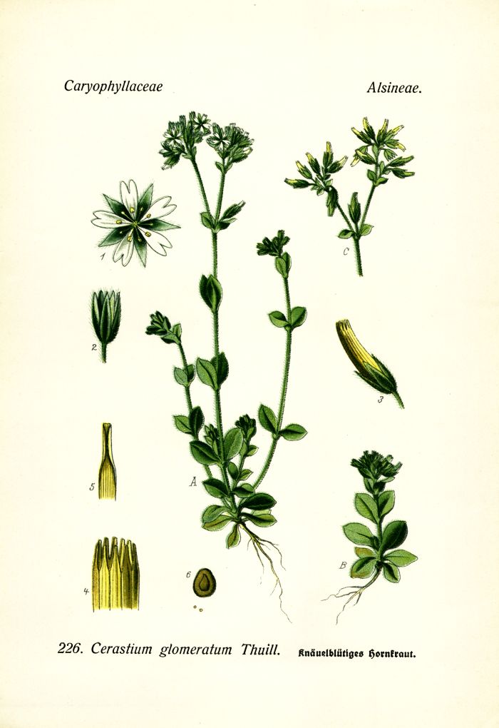 Hornkraut
