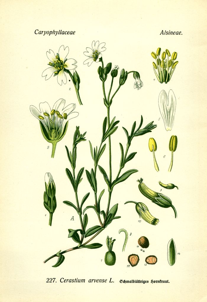 Hornkraut