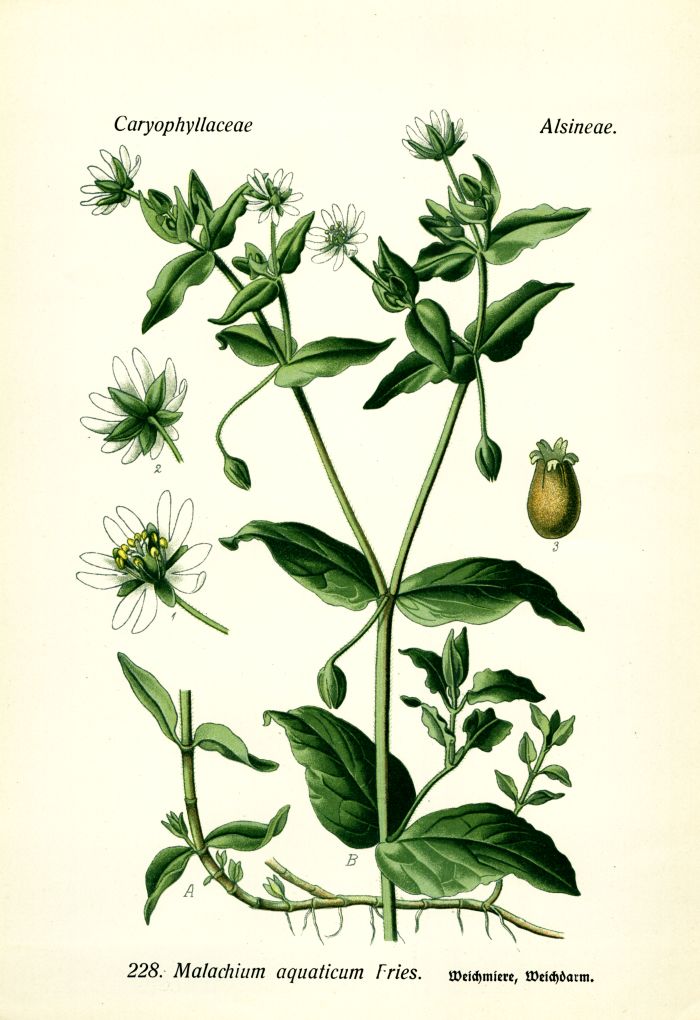 Weichmiere