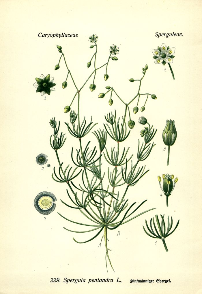 Spergel