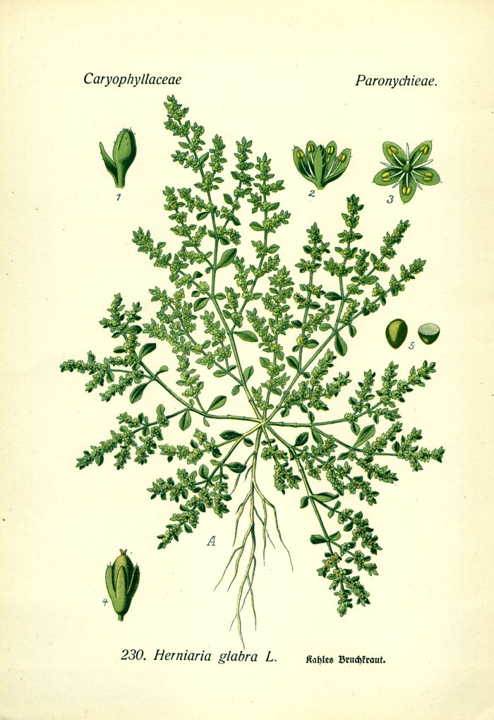 Bruchkraut