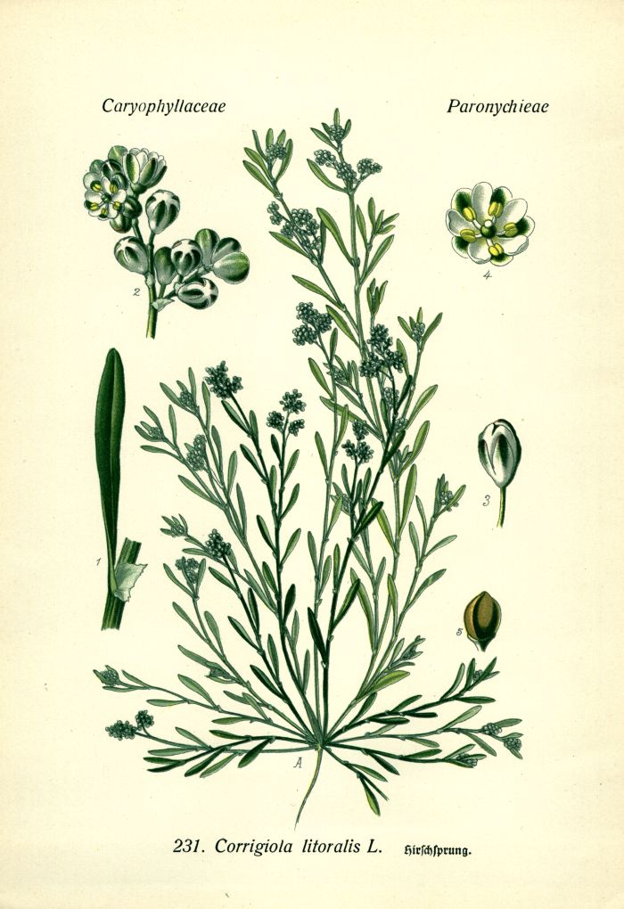 Hirschsprung