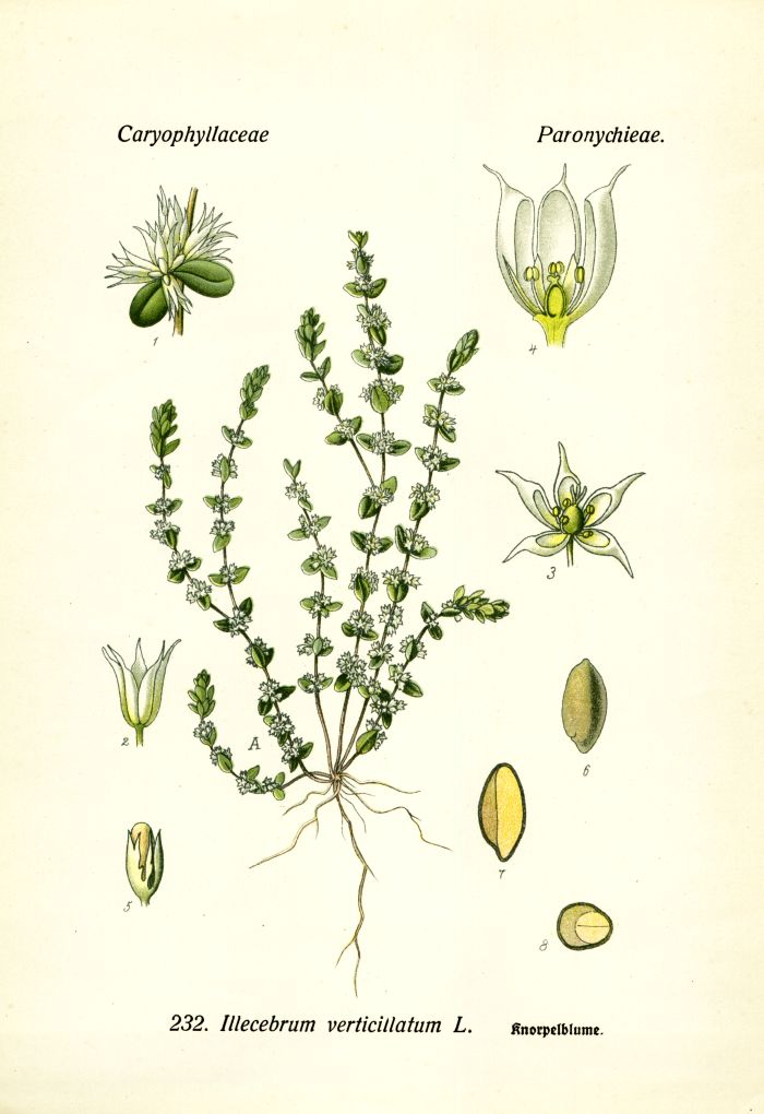 Knorpelblume