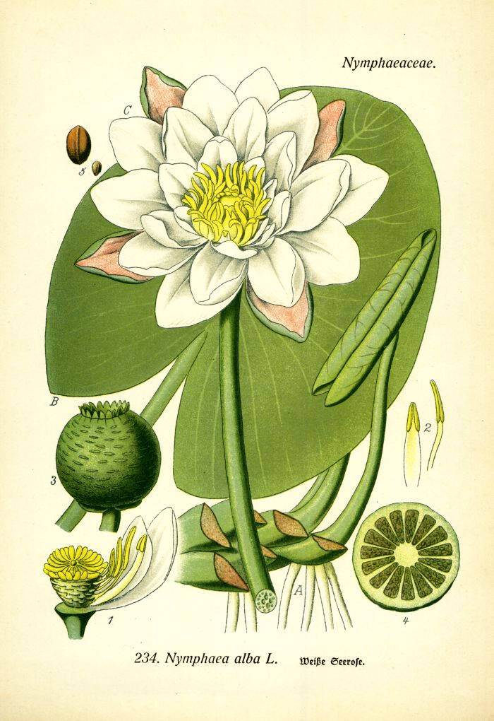 Seerose