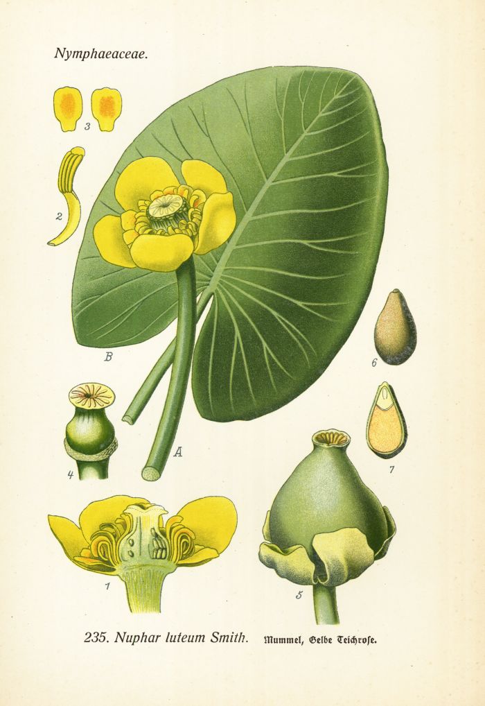 Teichrose