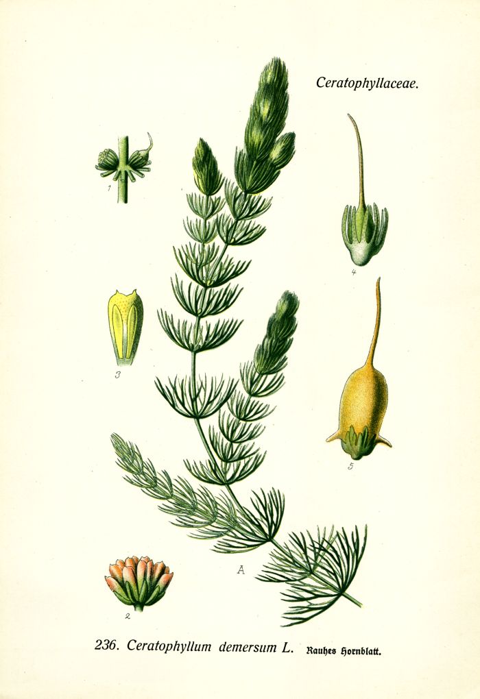Hornblatt