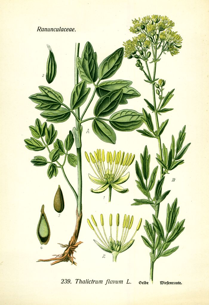 Wiesenraute