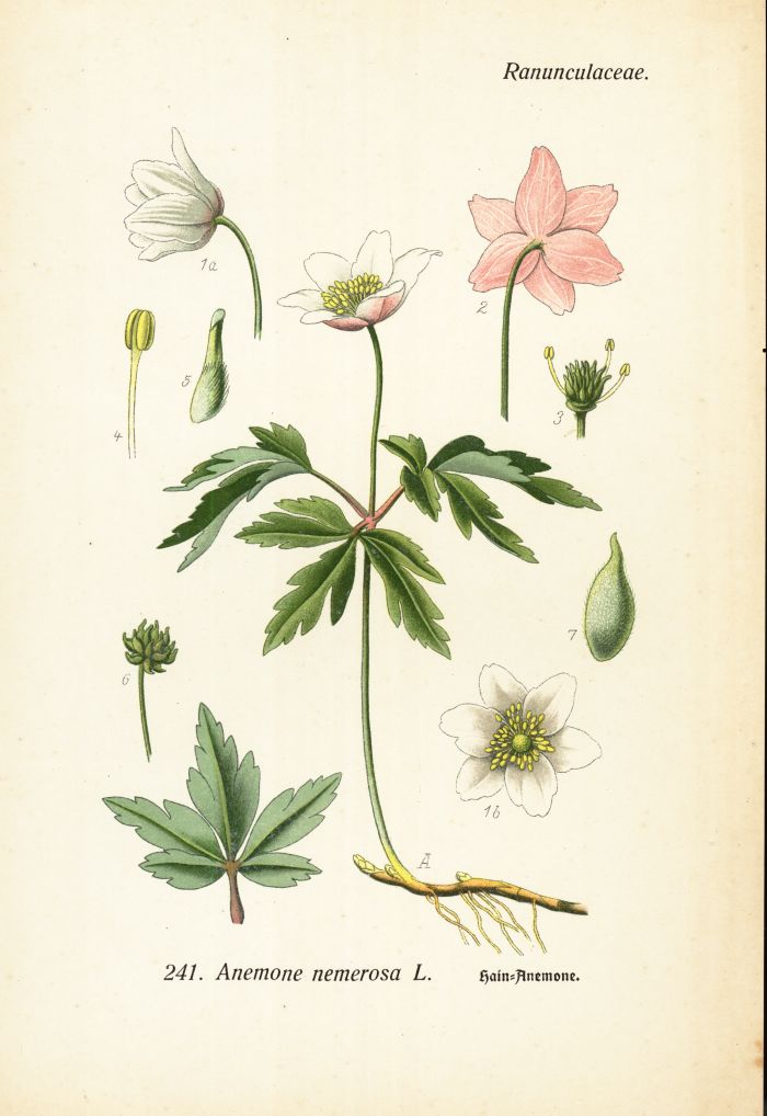 Hainanemone