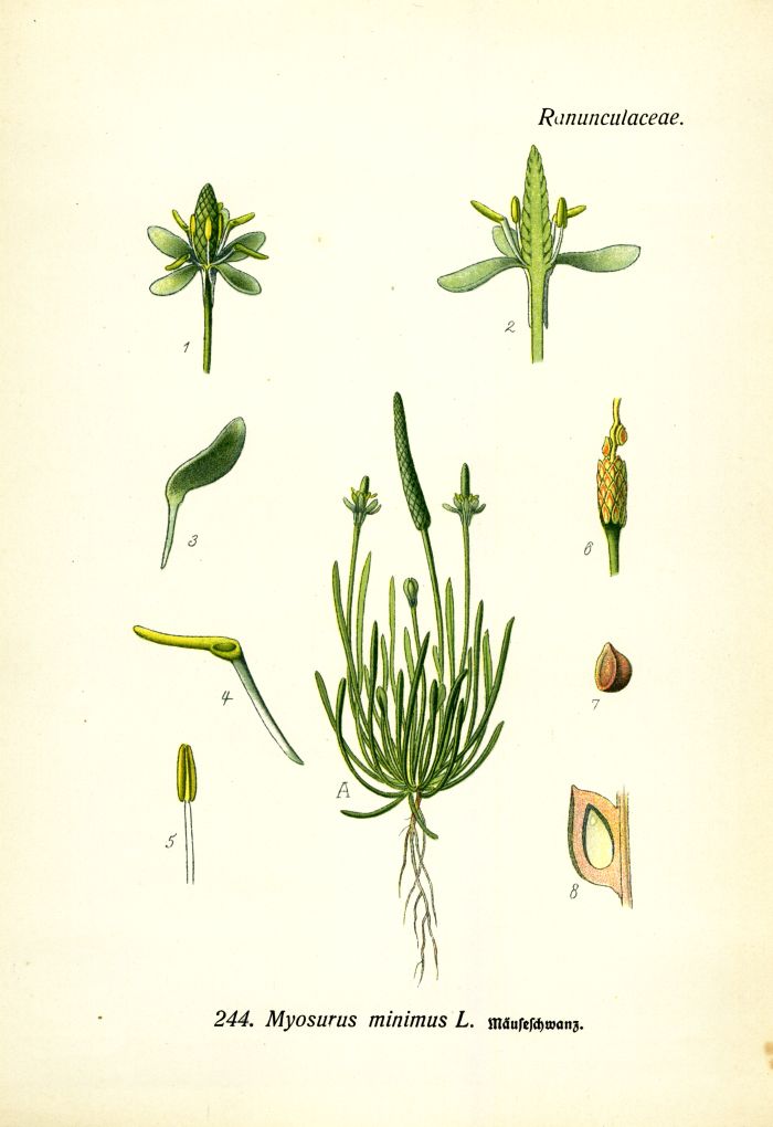 M&auml;useschwanz