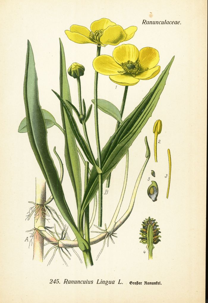 Ranunkel