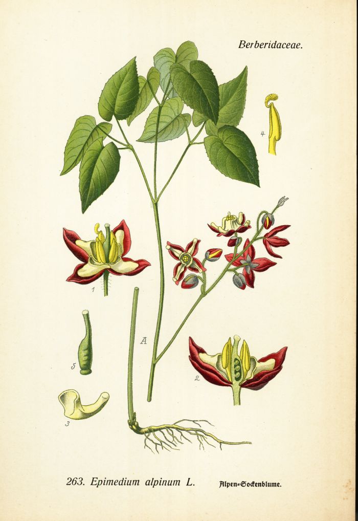 Sockenblume