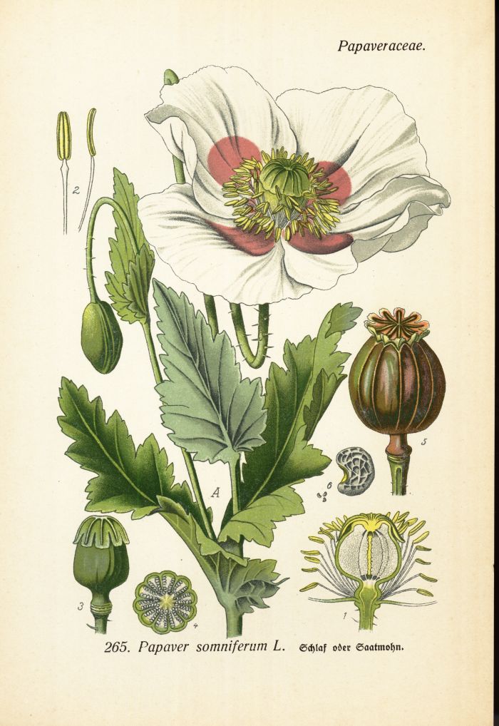 Schlafmohn