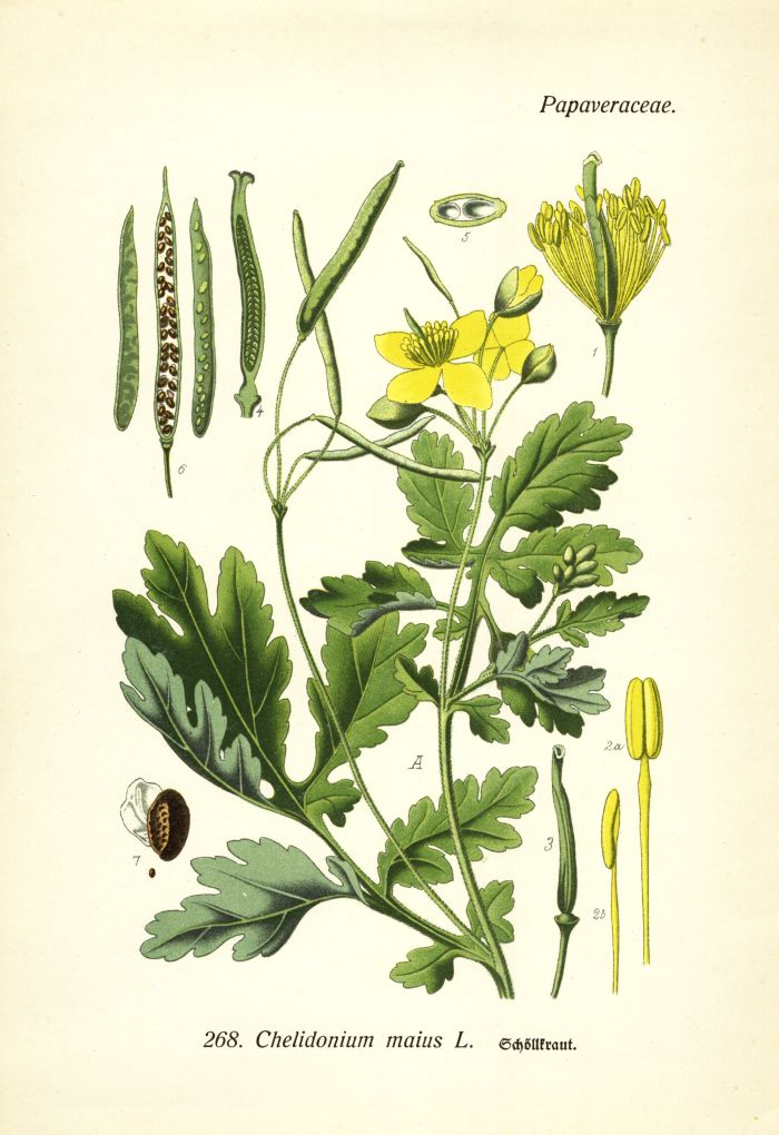 Sch&ouml;llkraut