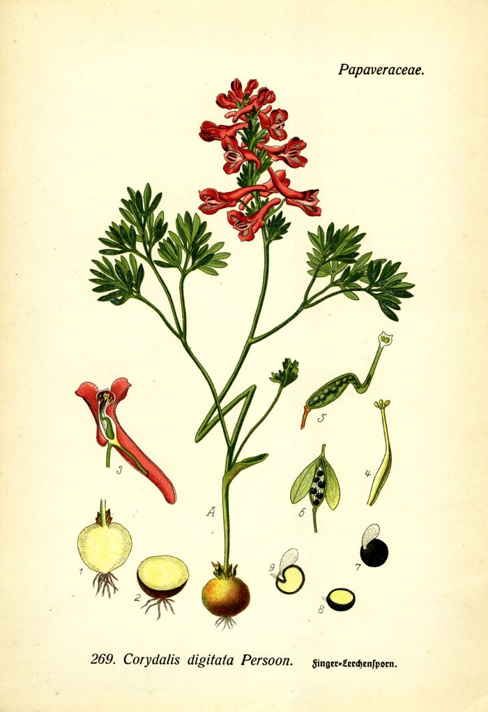 Lerchensporn