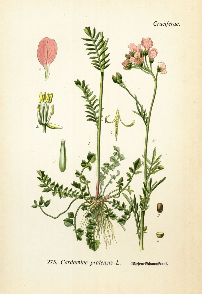 Wiesenschaumkraut