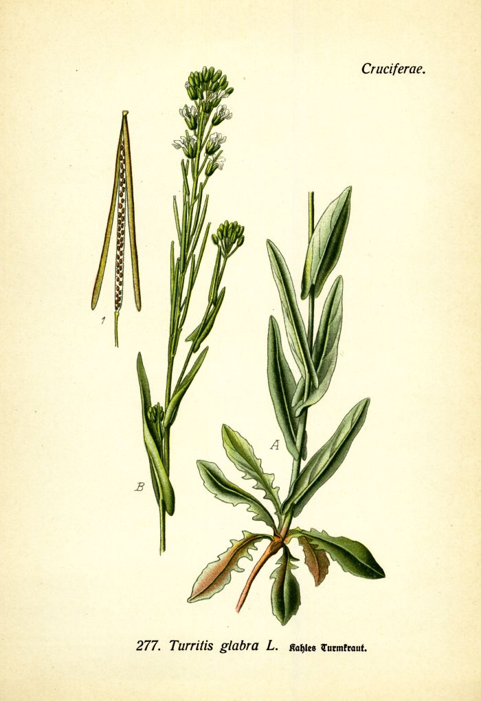 Turmkraut