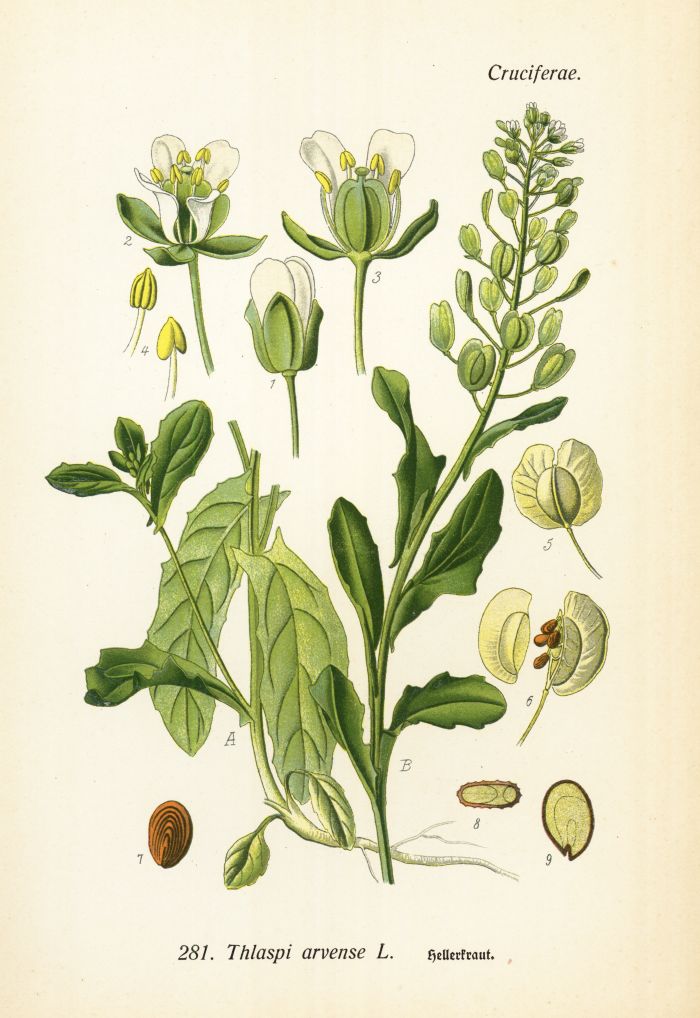 Hellerkraut