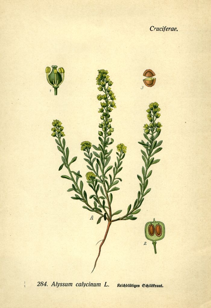 Schildkraut