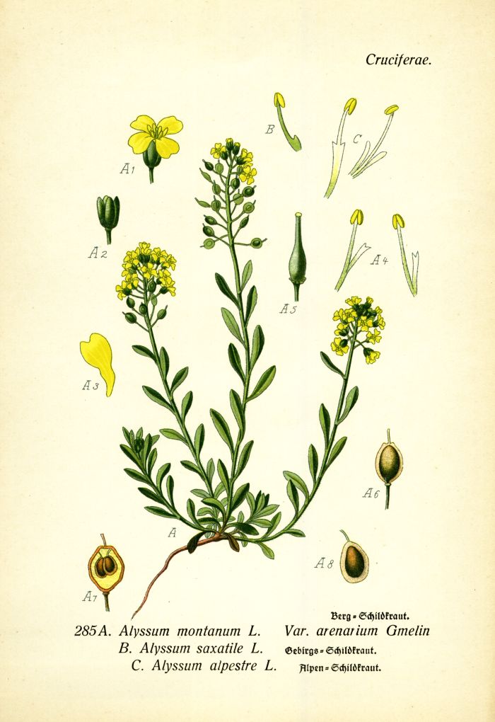 Schildkraut