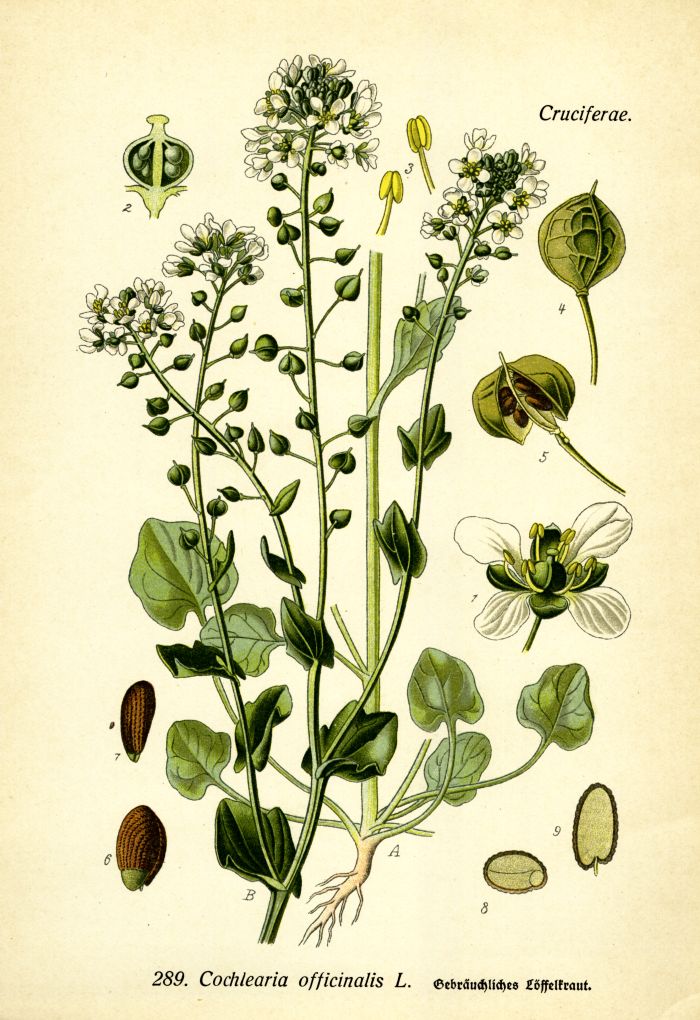 L&ouml;ffelkraut