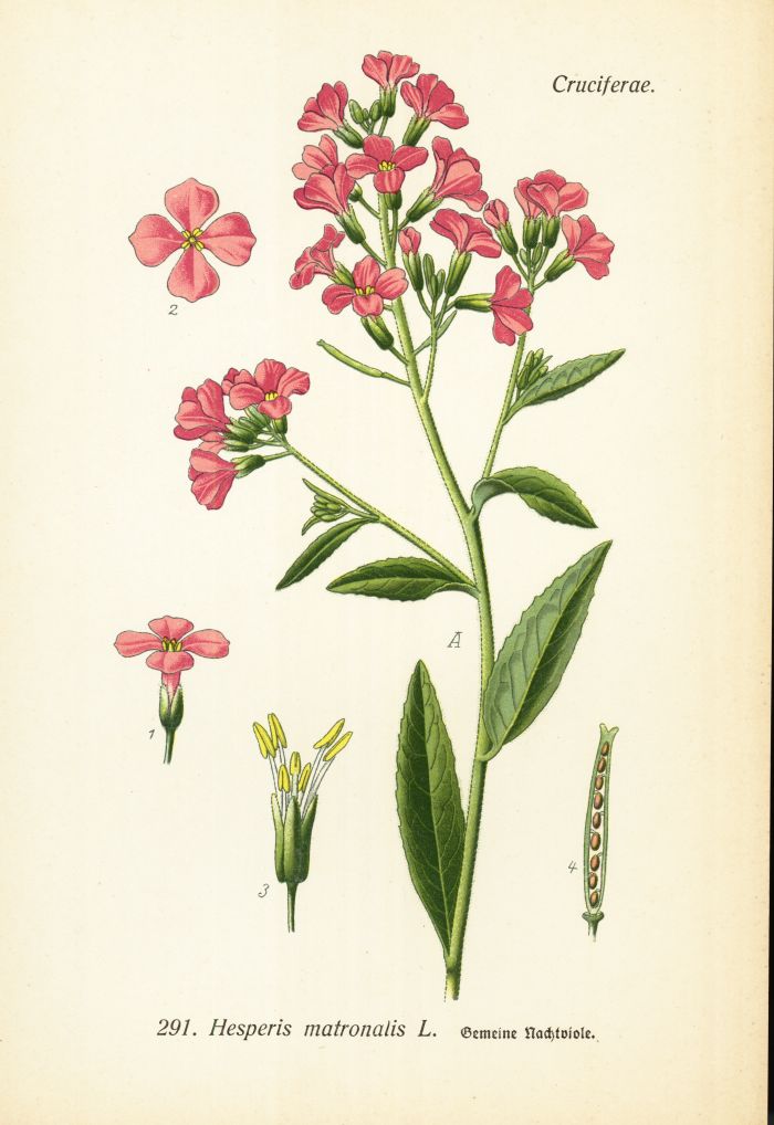 Nachtviole