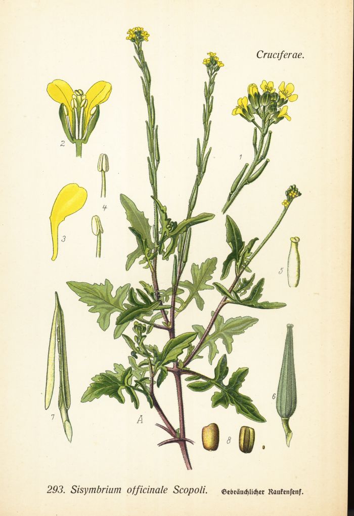 Raukensenf