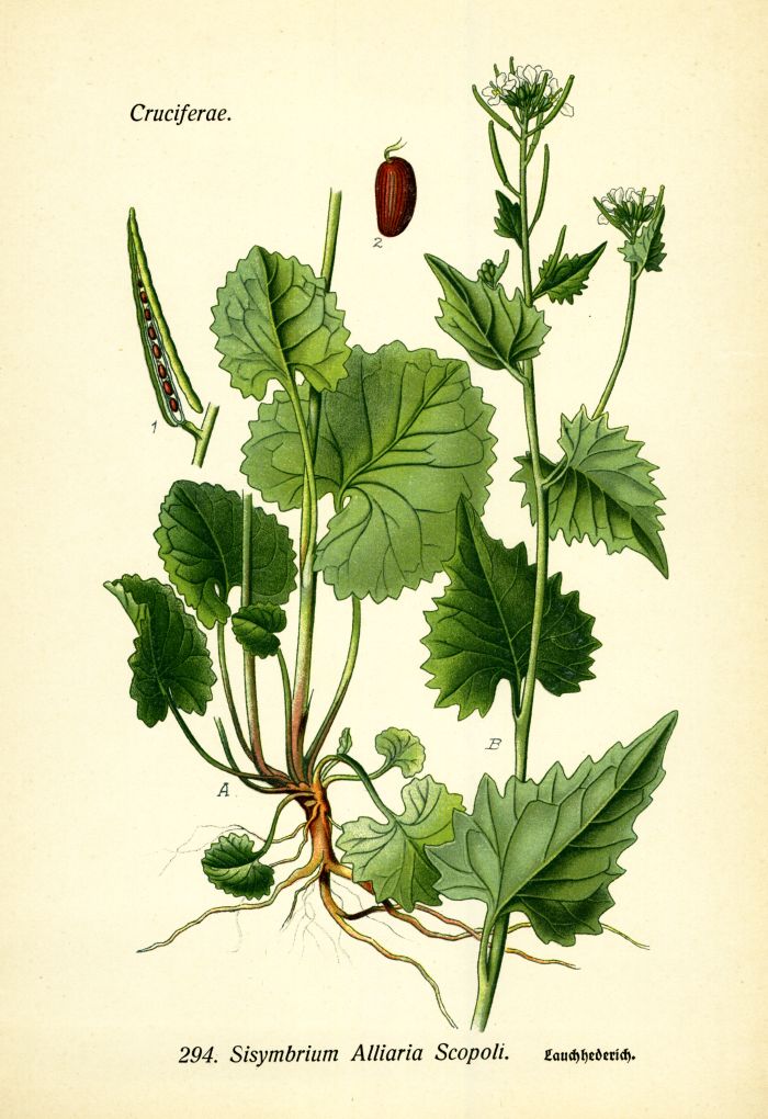 Lauch-Hederich