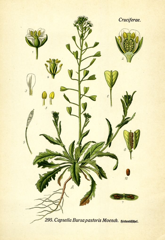 Hirtent&auml;schel