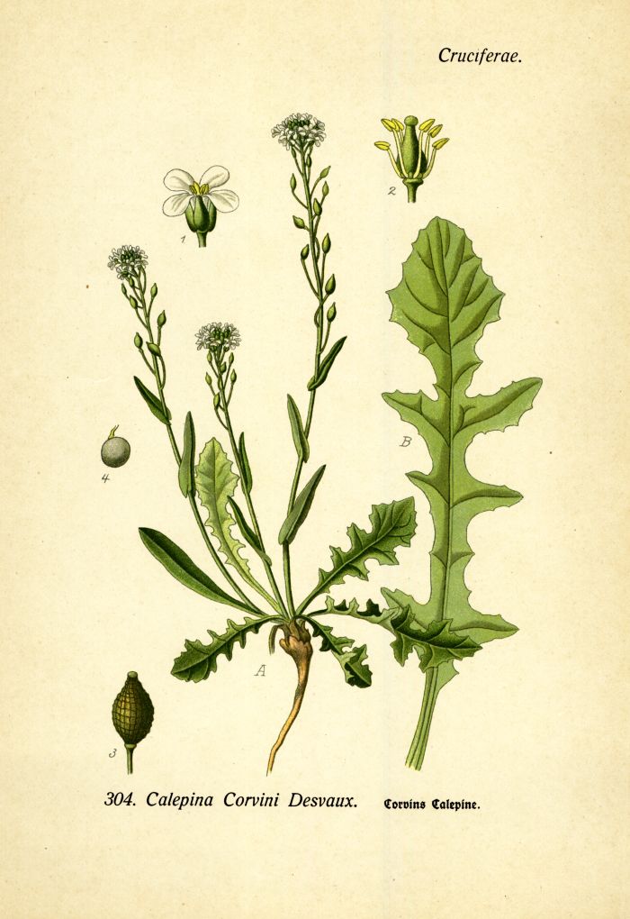 Calepine