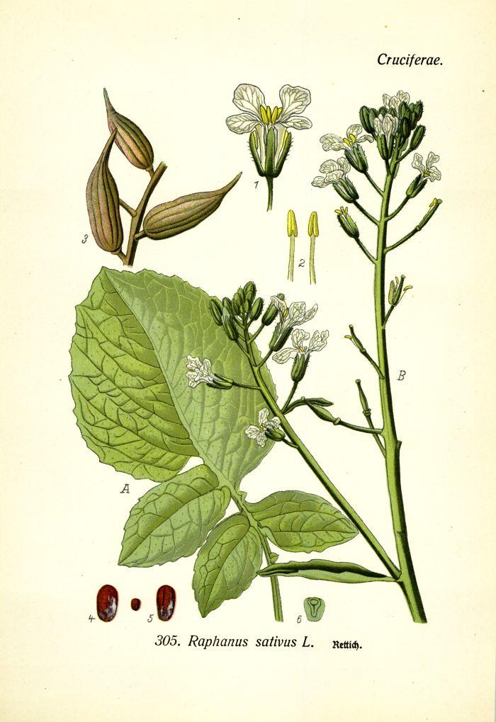 Rettich