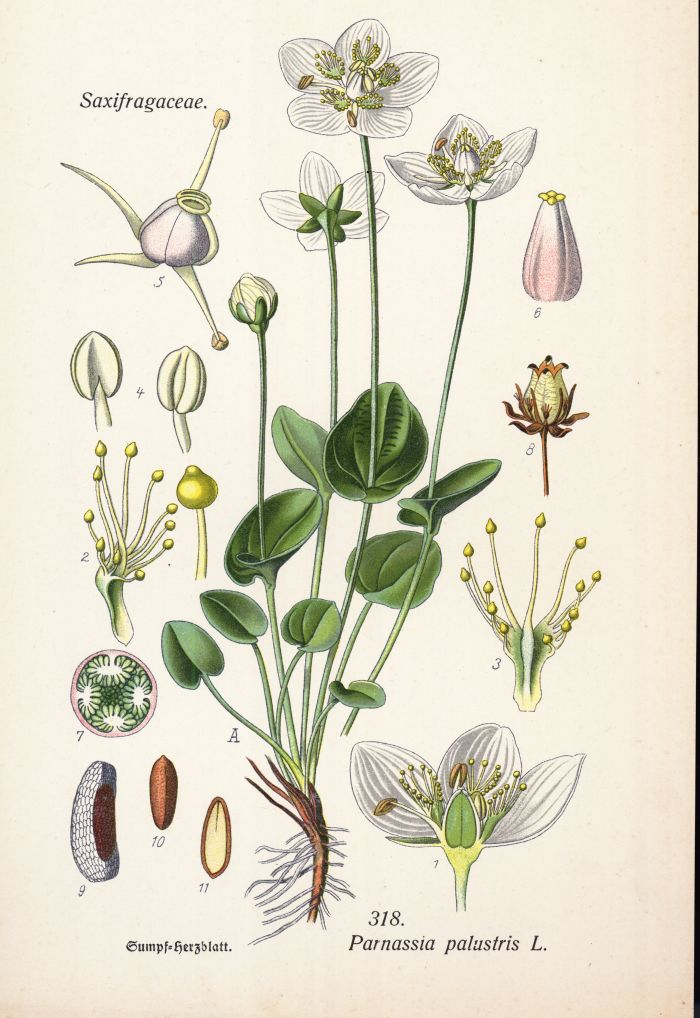 Herzblatt