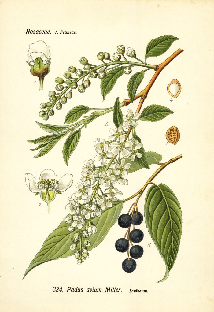Faulbaum