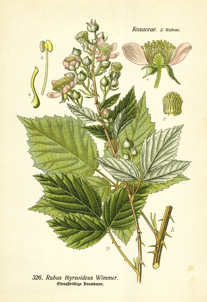 Brombeere