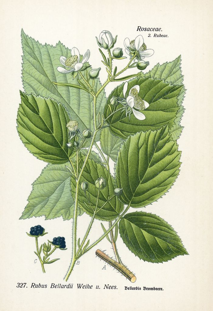 Brombeere