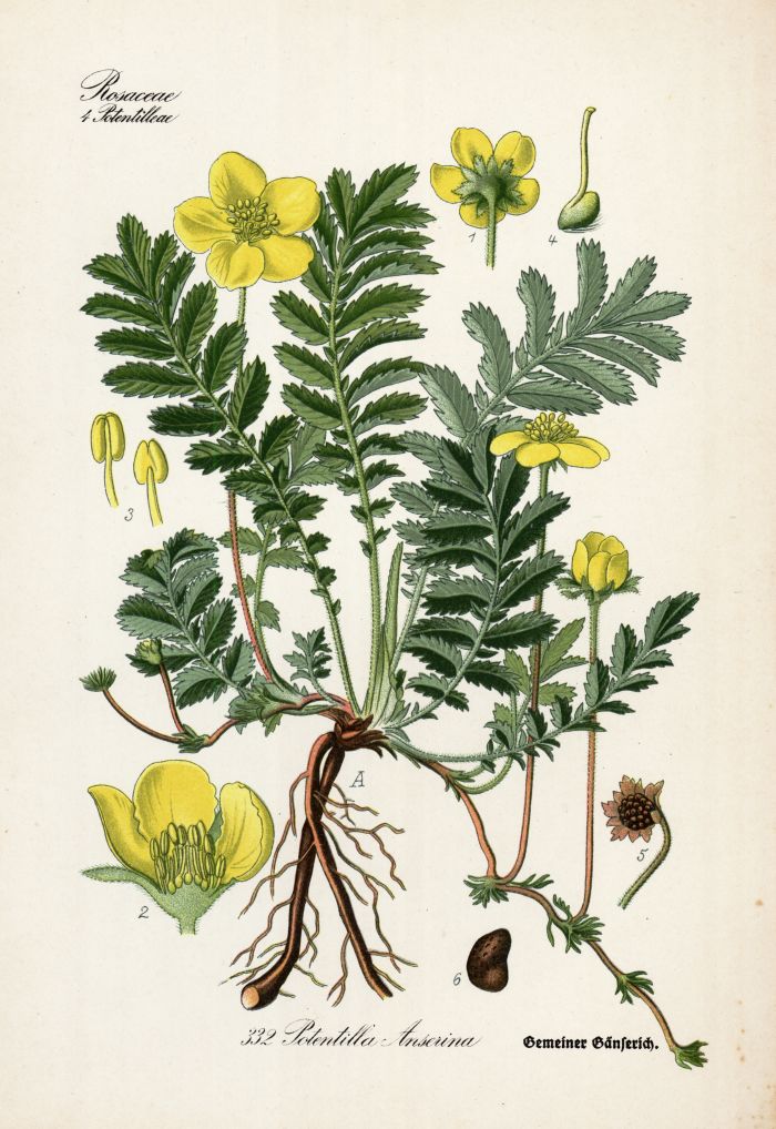 G&auml;nsefingerkraut