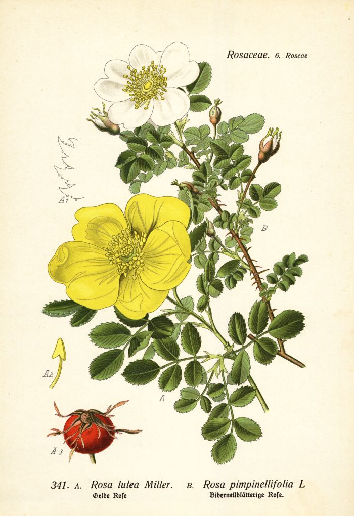 Gelbe Rose