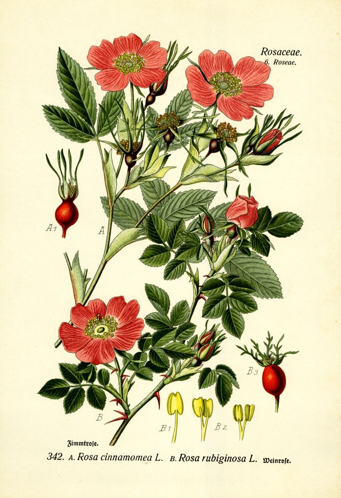 Weinrose